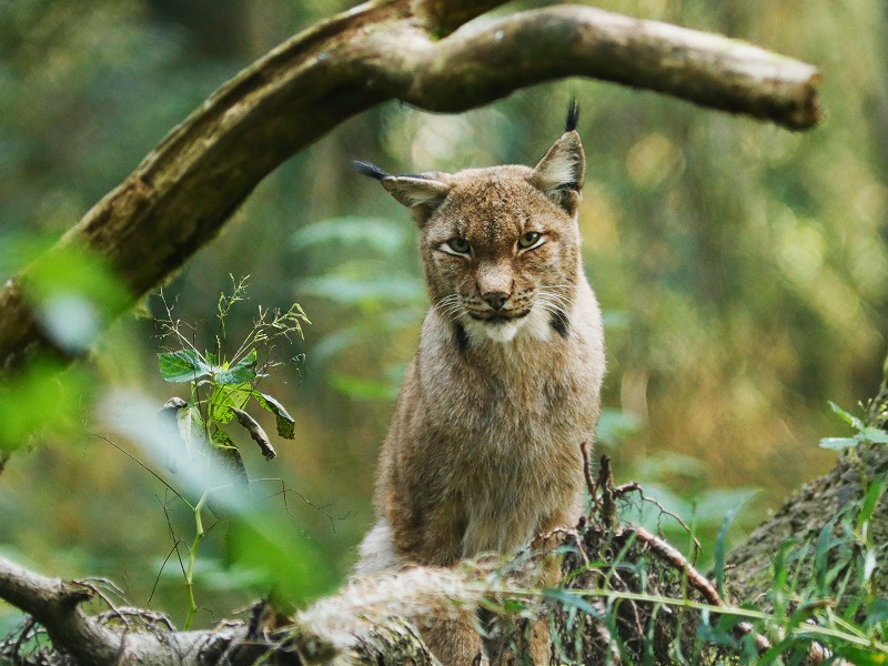 Wildtierpark Edersee
